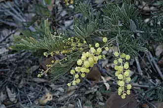 Description de l'image Acaciafulva3639716106.jpg.