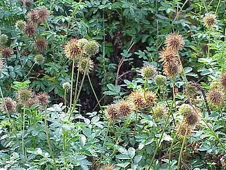 Description de l'image Acaena novae-zelandiae1.jpg.