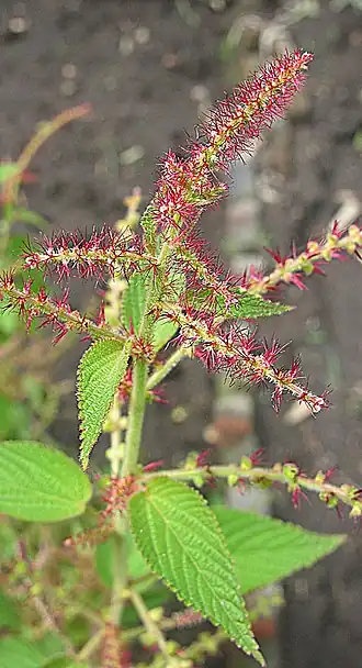 Description de l'image Acalypha langiana, a Hierba de Cancer (11240005233).jpg.