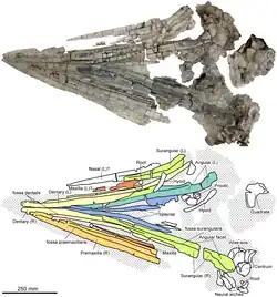 Photo (en haut) et croquis (en bas) d'un crâne fossile provenant d'un reptile marin préhistorique exposée sur fond blanc.