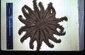 Holotype en Australie