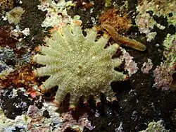 une très petite acanthaster se nourrit sur des algues corallines.