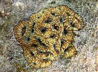 Acanthastrea echinata.