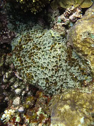 Description de cette image, également commentée ci-après