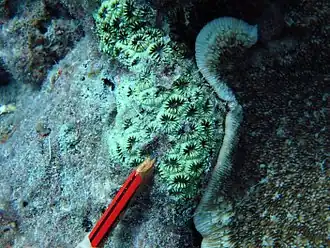 Description de l'image Acanthastrea regularis.jpg.