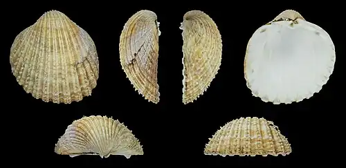 Acanthocardia echinata duregniValve gauche