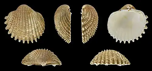 Acanthocardia echinata mucronataValve gauche