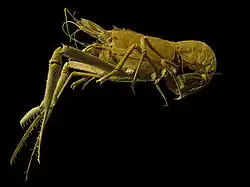 Acanthocaris tenuimana