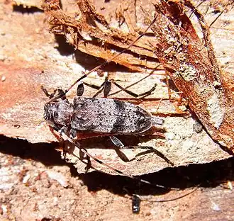 Description de l'image Acanthocinus griseus female up.jpg.