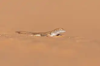 Description de l'image Acanthodactylus_dumerili_Egyptain_leopard_at_Jbil_N.P001.jpg.