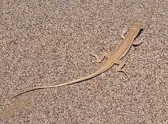 Description de l'image Acanthodactylus opheodurus.jpg.