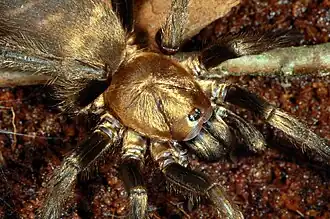 Description de l'image Acanthogonatus fg02.jpg.