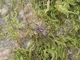 Description de cette image, également commentée ci-après