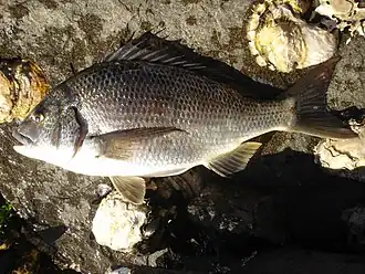 Description de l'image Acanthopagrus butcheri.jpg.