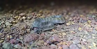 Description de l'image Acanthophis rugosus 188048029 (cropped).jpg.