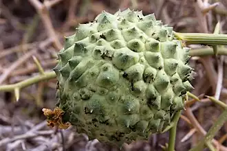 Jeune fruit couvert de mamelons coniques.