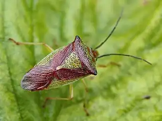 Acanthosoma haemorrhoidale