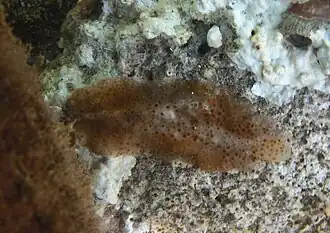 Thysanozoon ou Acanthozoon