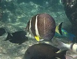 Un poisson-chirurgien moucheté (Acanthurus guttatus)