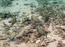 Un groupe de chirurgiens lieutenants ou fer à cheval (Acanthurus tennentii) broutant