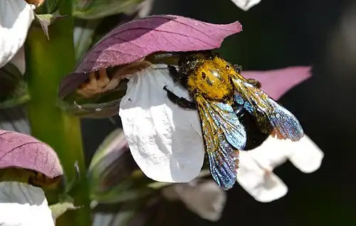 Xylocope violet (Xylocopa violacea), butinant une fleur.