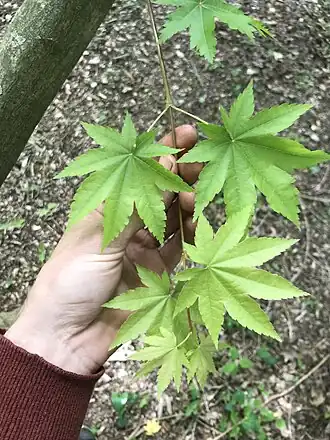 Description de l'image Acer duplicatoserratum.jpg.