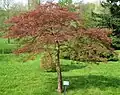 Acer palmatum 'Dissectum Garnet'