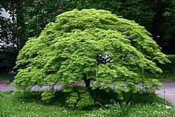 Acer palmatum, Jardin botanique de Münster, Allemagne.