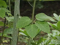 Acer davidii subsp. grosseri
