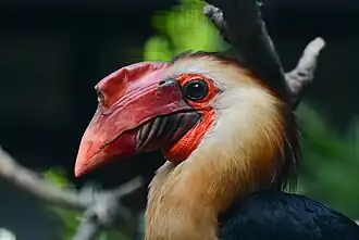 Calao de Vieillot (Rhabdotorrhinus leucocephalus)