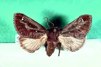 Description de l'image Acharia stimulea.jpg.