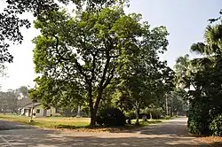 Pterocarpus marsupium.