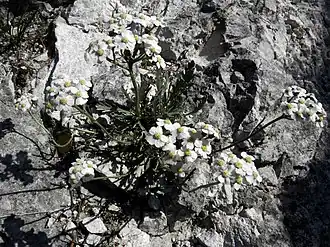 Description de l'image Achillea clavennae - Steinraute II.jpg.