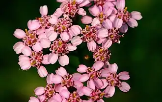 Achillea millefolium(Sottotribù Matricariinae)