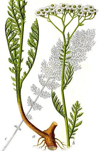 Achillée noble (Achillea nobilis).