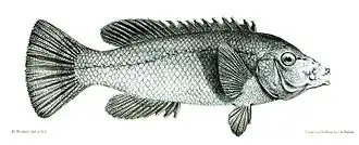 Description de l'image Achoerodus gouldii.jpg.