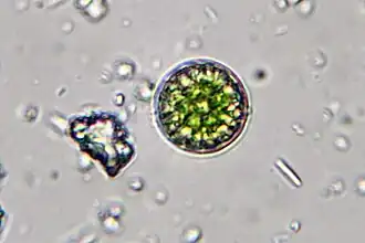 Description de l'image Achromatium oxaliferum - Bactéries.jpg.