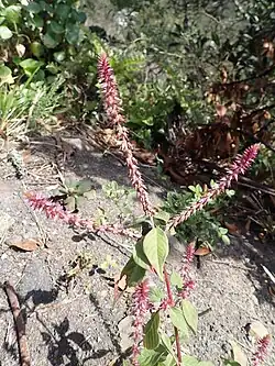 Variété Sicula à Tenerife