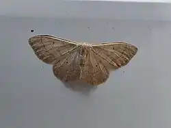 Acidalie des pâturages