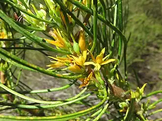 Description de cette image, également commentée ci-après