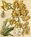 Peristeria humboldtii var. fulva Curtis's Botanical Magazine 1845