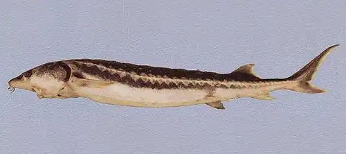 Description de l'image Acipenser persicus.jpg.