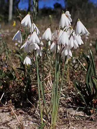 Description de l'image Acis trichophylla kz01 Portugal 06.jpg.