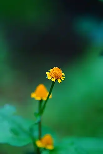 Description de l'image Acmella uliginosa 05040.jpg.