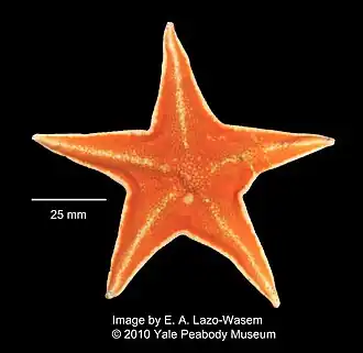Acodontaster hodgsoni