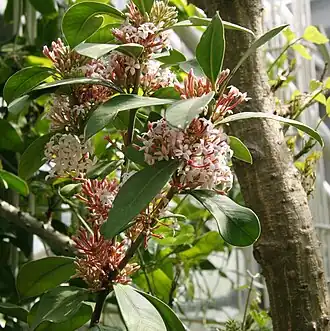 Description de l'image Acokanthera oblongifolia 02.jpg.