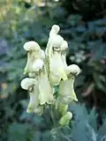 Aconitum lycoctonum subsp. vulparia.