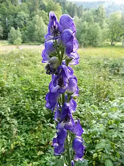 Aconit napel au Frankenthal.