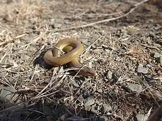 Description de l'image Acontias gracilicauda 205708861.jpg.