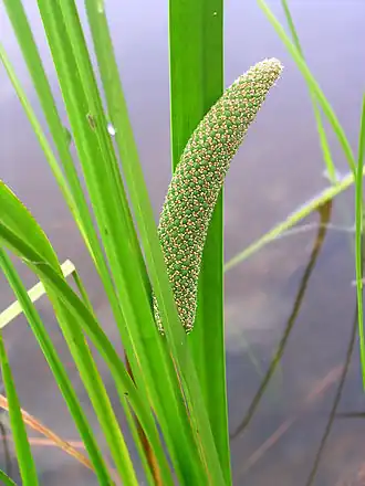 Description de l'image Acorus americanus USFS-1.jpg.